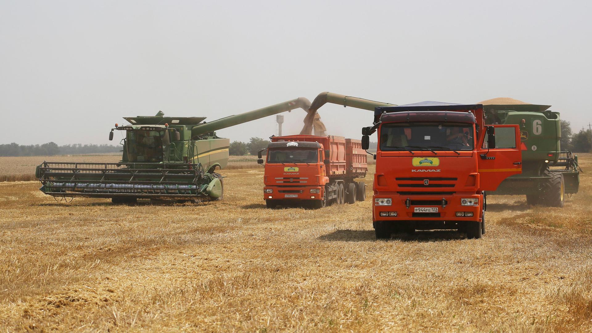 Das Foto zeigt einen Mähdrescher und mehrere Lastwagen bei der Ernte auf einem Weizenfeld.