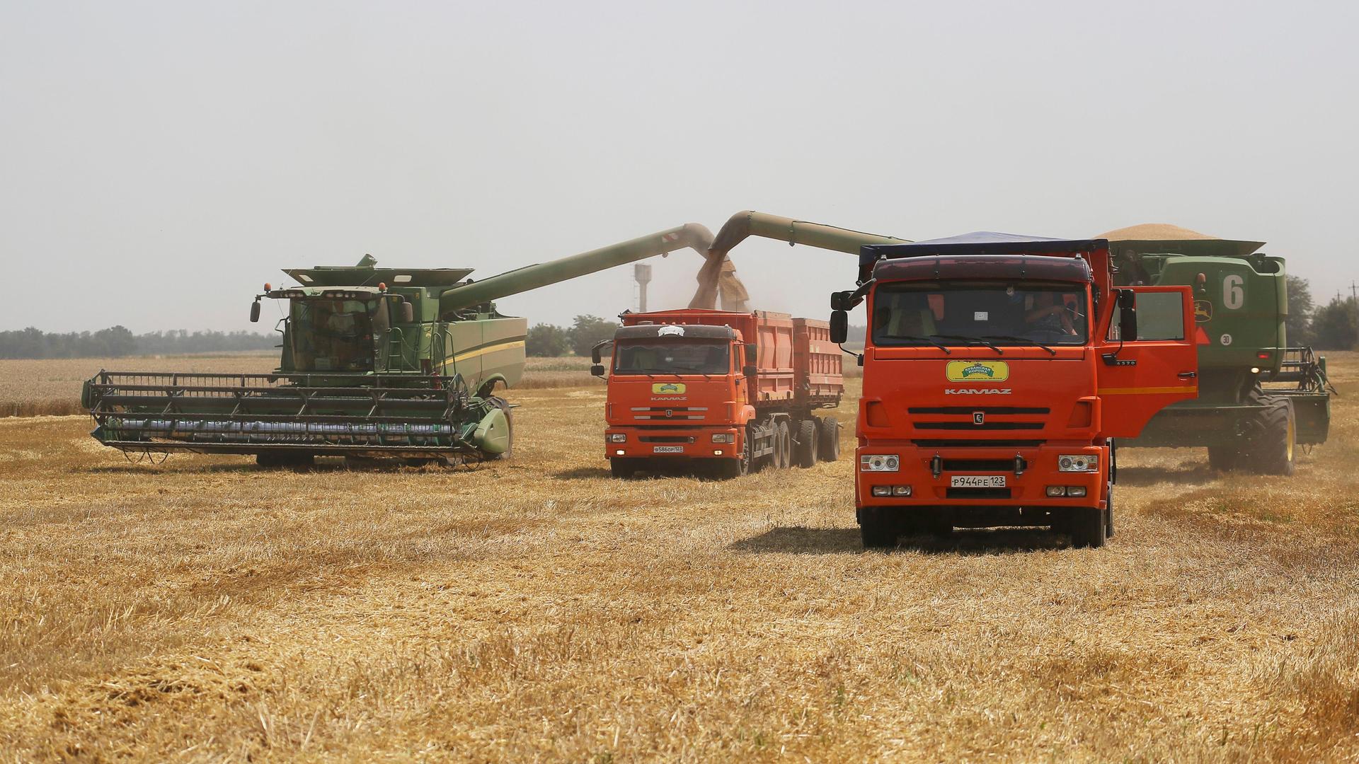 Das Foto zeigt einen Mähdrescher und mehrere Lastwagen bei der Ernte auf einem Weizenfeld. Das Foto zeigt einen Mähdrescher und mehrere Lastwagen bei der Ernte auf einem Weizenfeld.