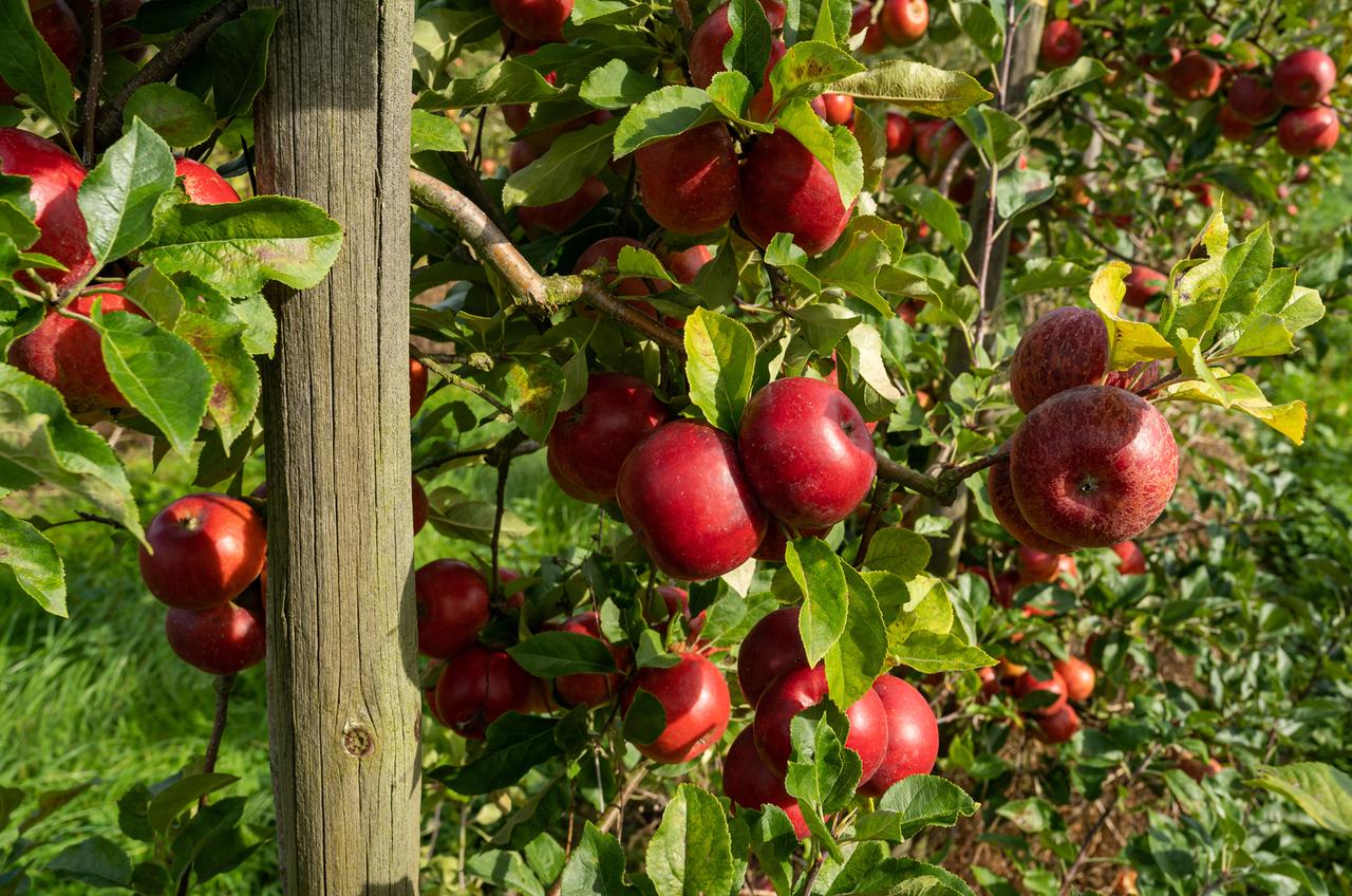 Erntereife, rote Ãpfel an einem Obstbaum Erntereife, rote Ãpfel an einem Obstbaum