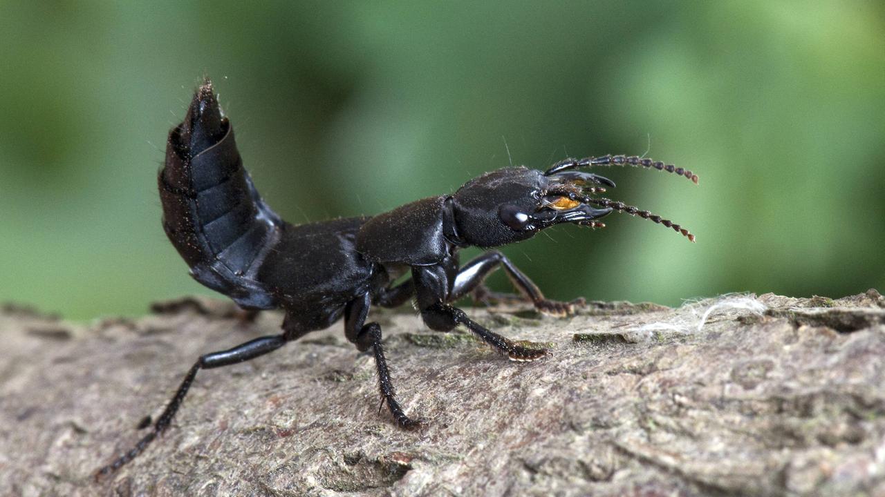 Schwarzer Moderkäfer (Ocypus olens) in der typischen skorpionähnlichen Abwehrstellung Schwarzer Moderkäfer (Ocypus olens) in der typischen skorpionähnlichen Abwehrstellung