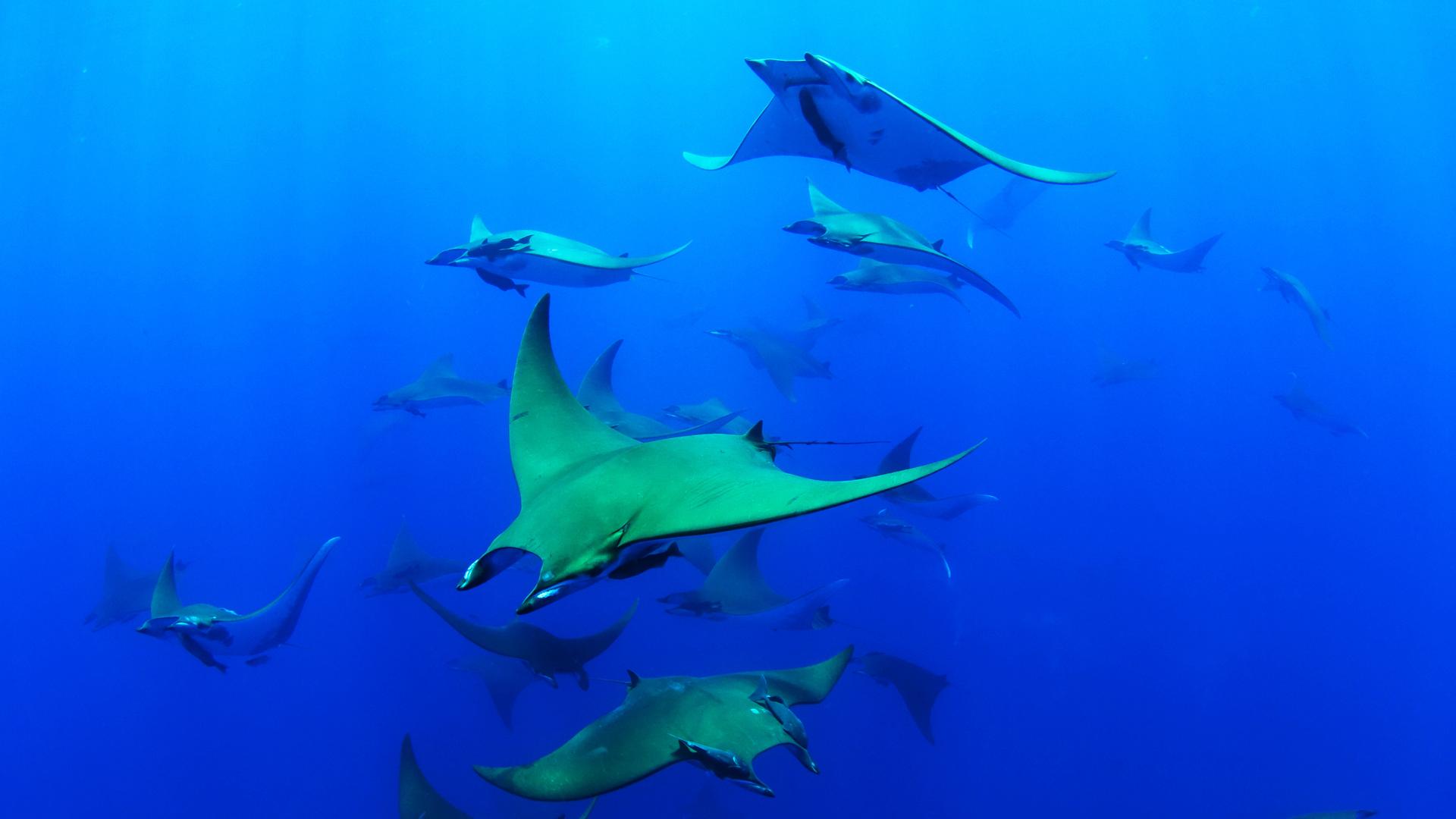 Eine Gruppe von Chilenischen Teufelsrochen (Mobula tarapacana) schwimmt einige Meilen nahe der Santa Maria Inseln vor den Azoren über die Spitze eines Untersee-Berges Eine Gruppe von Chilenischen Teufelsrochen (Mobula tarapacana) schwimmt einige Meilen nahe der Santa Maria Inseln vor den Azoren über die Spitze eines Untersee-Berges