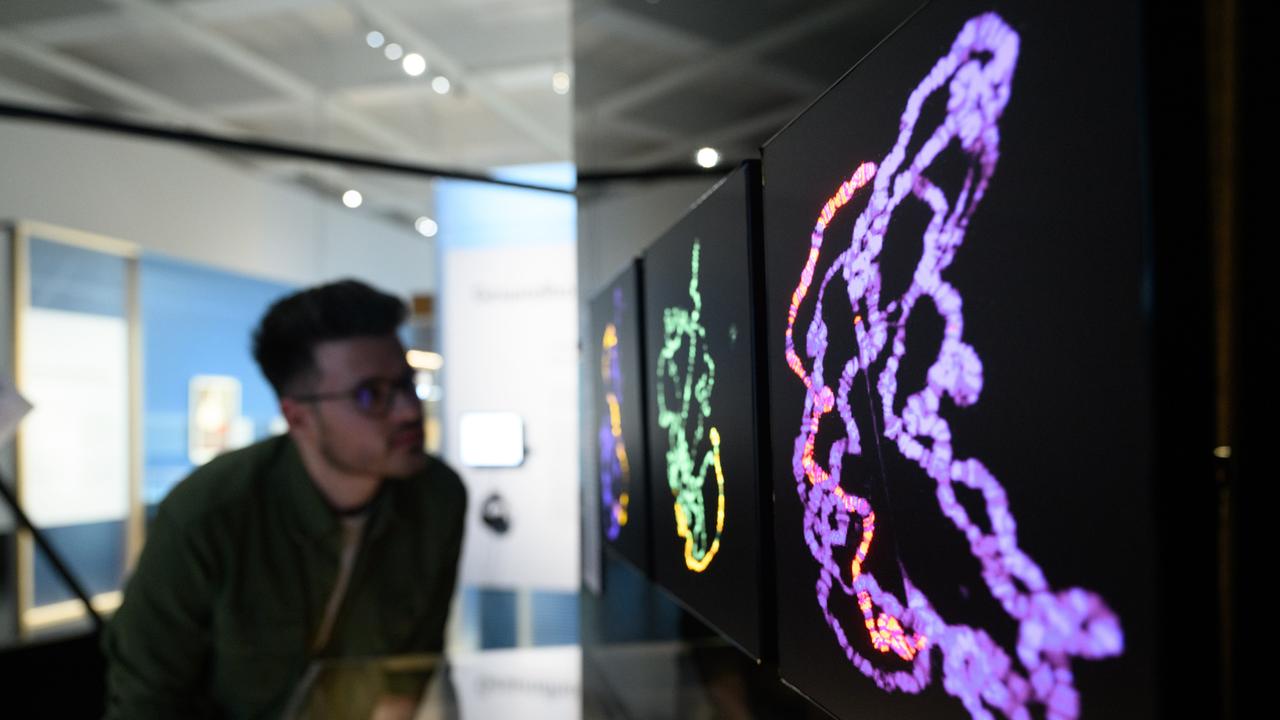 Ein Teilnehmer des Presserundgangs zur Ausstellung des Deutschen Hygiene-Museums "Von Genen und Menschen - Wer wir sind und werden könnten" betrachtet die Darstellung eines Chromosomensatzes von männlichen Fruchtfliegen. Diese wirken wie bunte Fäden.