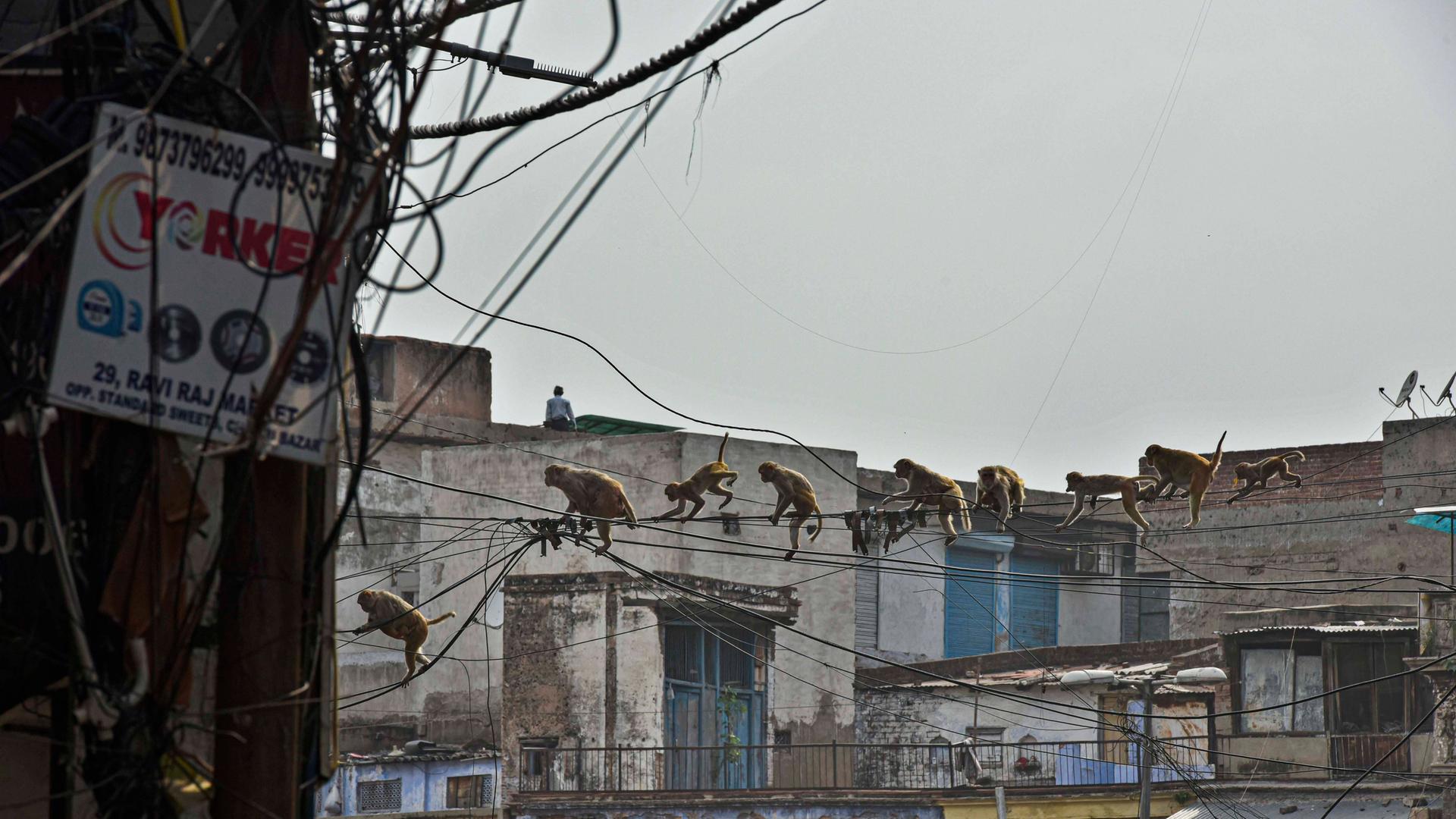 Ein Trupp Langurenaffen hangelt sich auf einem Stromkabel über den Chawri Bazar in New Delhi