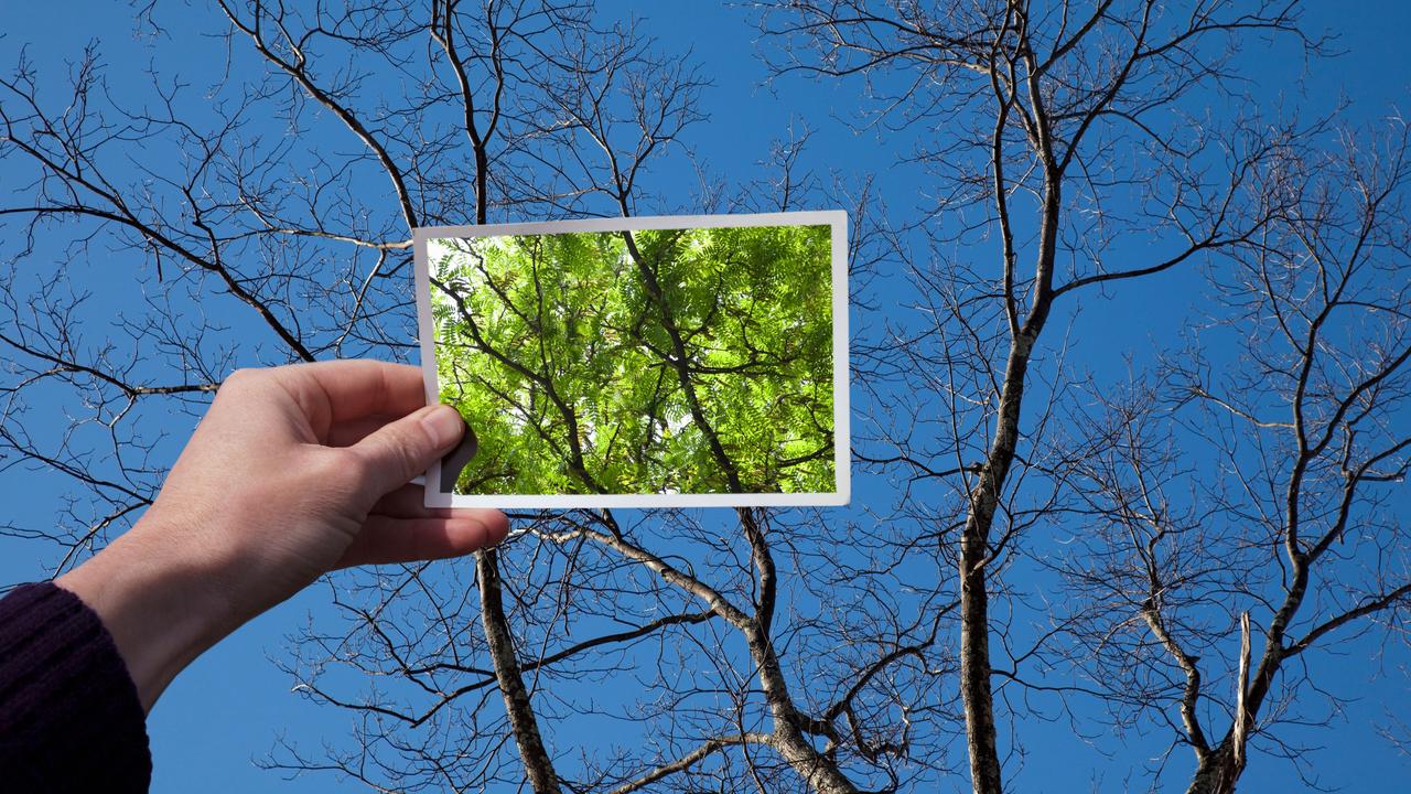 Eine Hand hält ein Foto eines mit grünen Blättern gefüllten Baumes vor denselben Baum ohne Blätter.