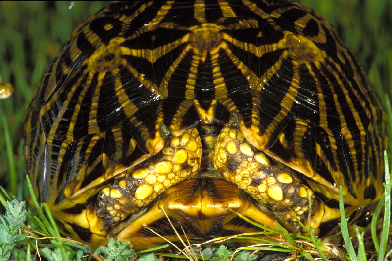 Geometrische Landschildkroete (Psammobates geometrica) hat sich zum Schutz vor Feinden in ihren Panzer zurueck gezogen. Geometrische Landschildkroete (Psammobates geometrica) hat sich zum Schutz vor Feinden in ihren Panzer zurueck gezogen.