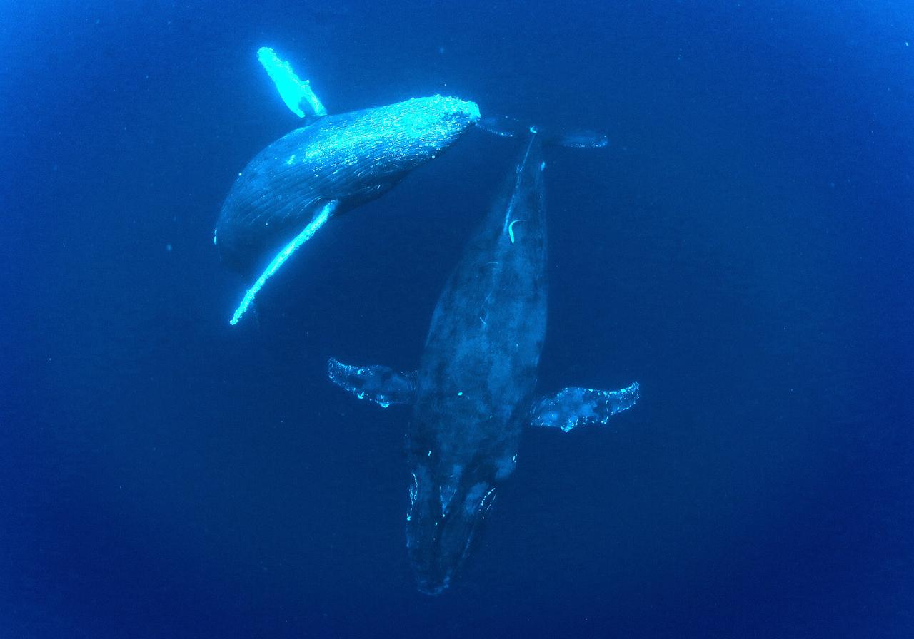 Eine Buckelwal-Mutter mit ihrem Kind im Meer vor Japan