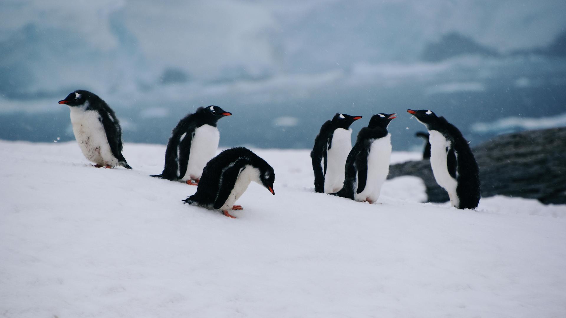 Eine Gruppe Eselspinguine steht auf der Petermann-Insel in der Antarktis auf Schnee Eine Gruppe Eselspinguine steht auf der Petermann-Insel in der Antarktis auf Schnee