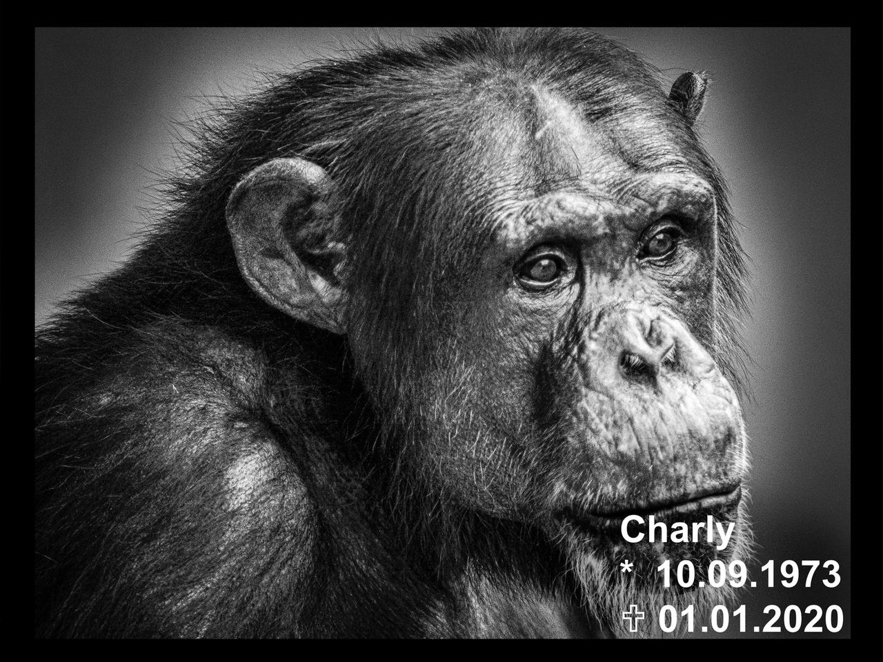 Schimpansenmännchen Charly des Krefelder Zoos im schwarz-weiß Portrait. Am rechten Rand sind Geburts- und Todestag vermerkt.