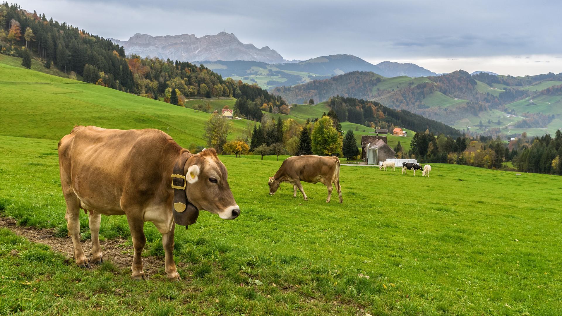 Braune Kühe auf einer Weide. Braune Kühe auf einer Weide.