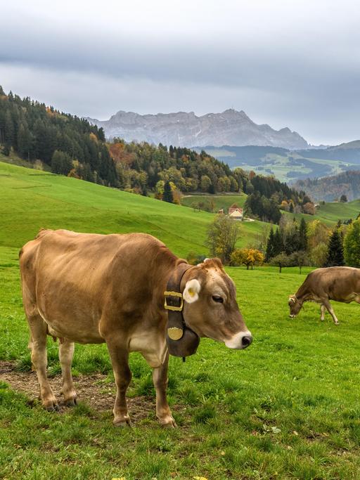 Braune Kühe auf einer Weide.