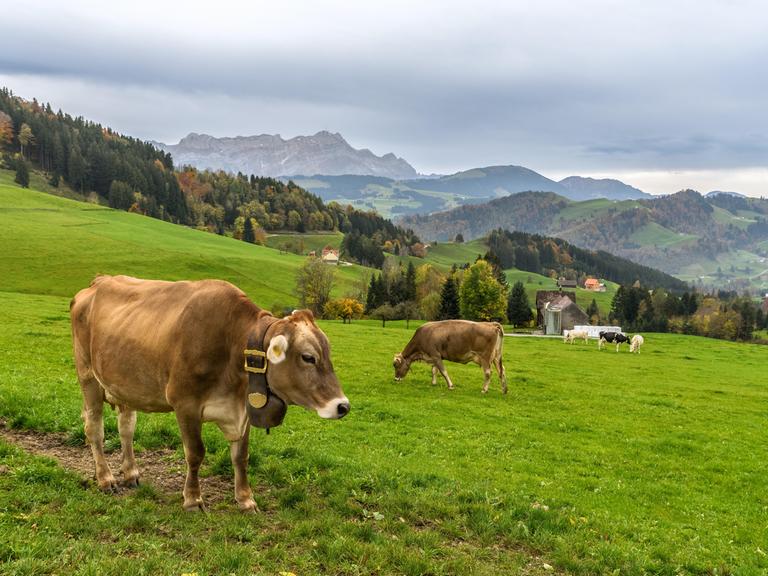 Braune Kühe auf einer Weide.