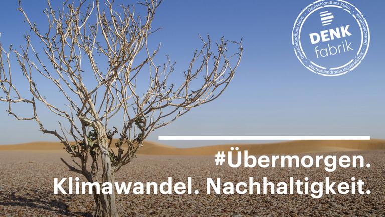 Ein vertrockneter Baum steht in einer Wüstenlandschaft.