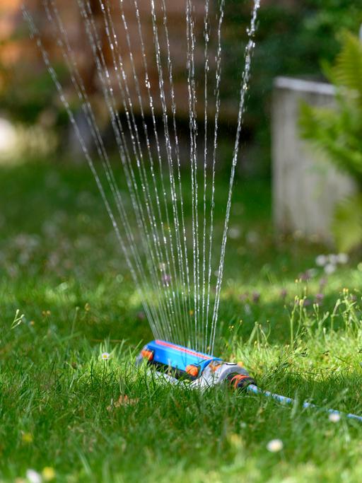 In einem Garten wird der Rasen mit einem Wassersprenger bewässert. Aus dem Wassersprenger kommen mehrere Wasserstrahlen.