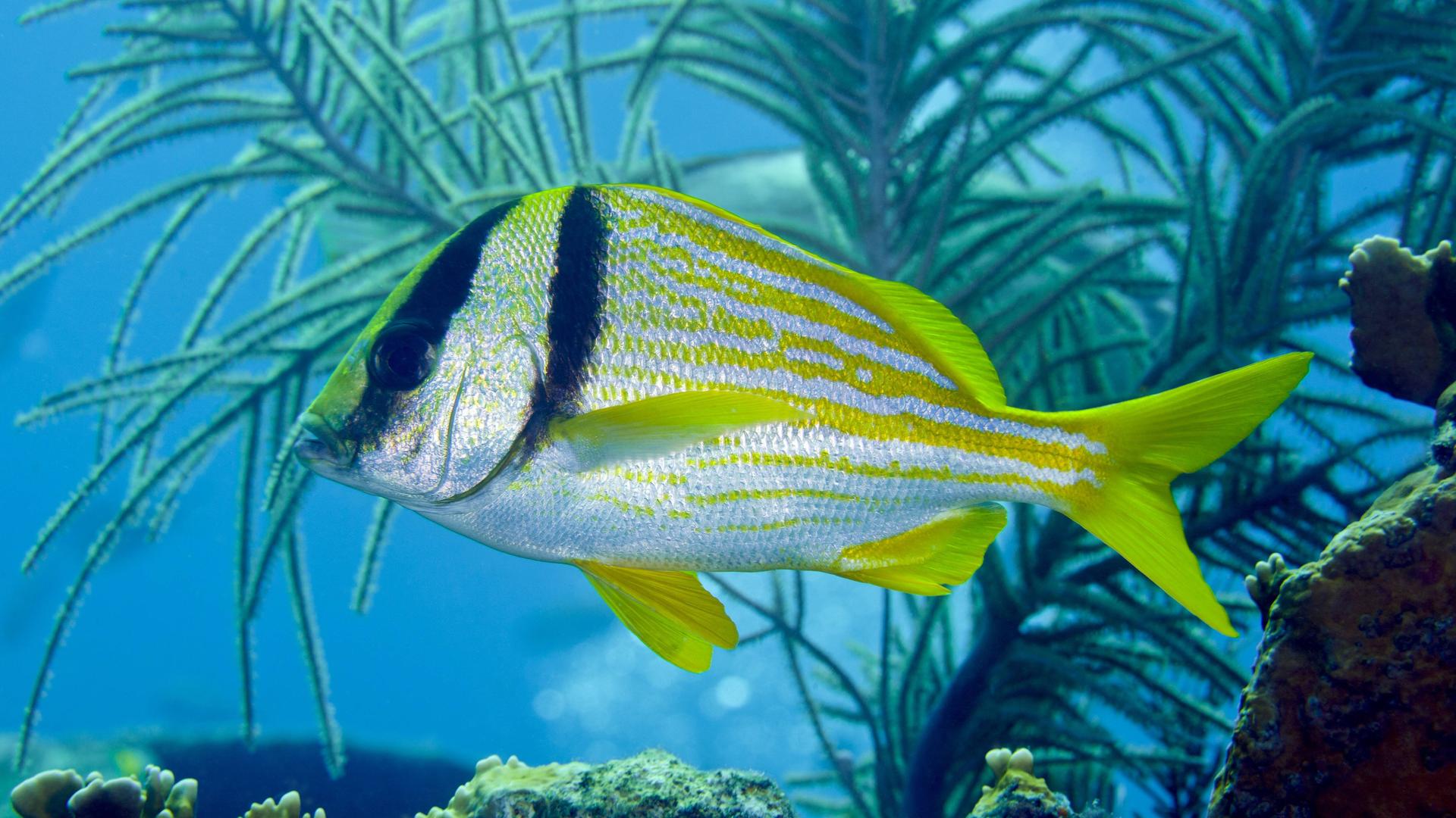 Unbekannte Tiefen:Ein Fisch schwimmt an einem Korallenriff im Atlantik. 