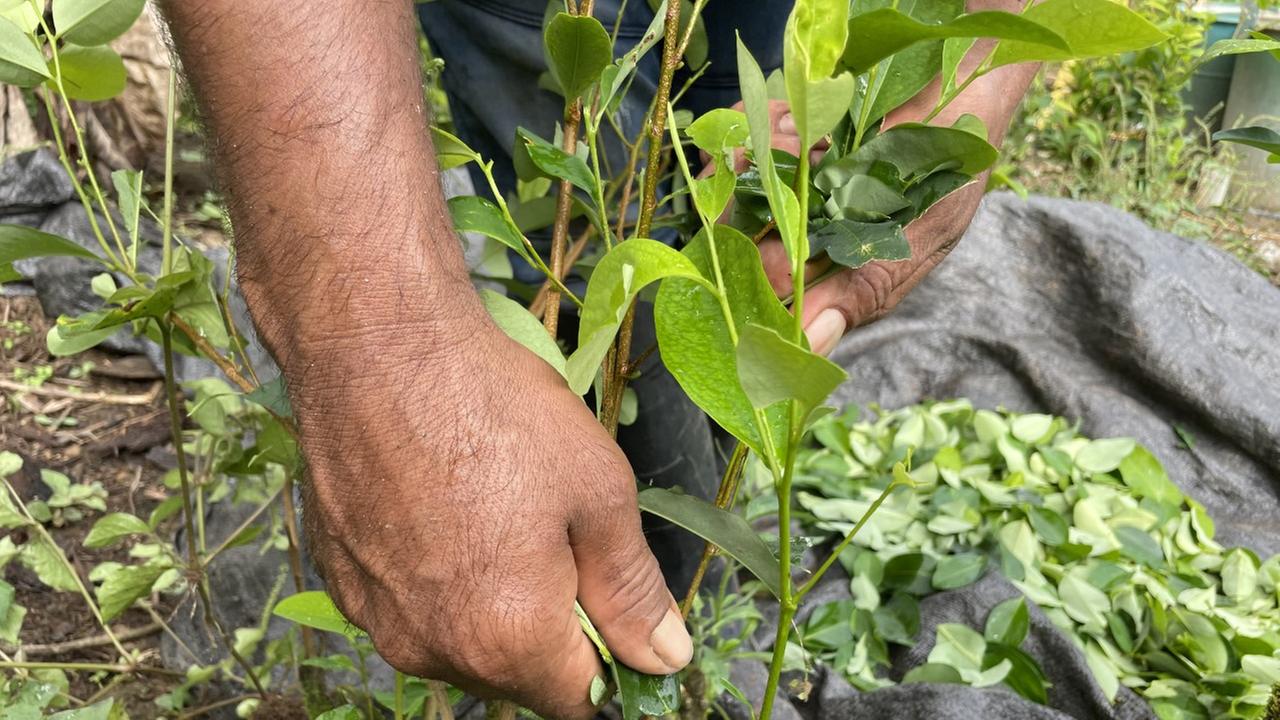 Eine Männerhand greift in einen grünblättrigen Strauch. Eine Männerhand greift in einen grünblättrigen Strauch.