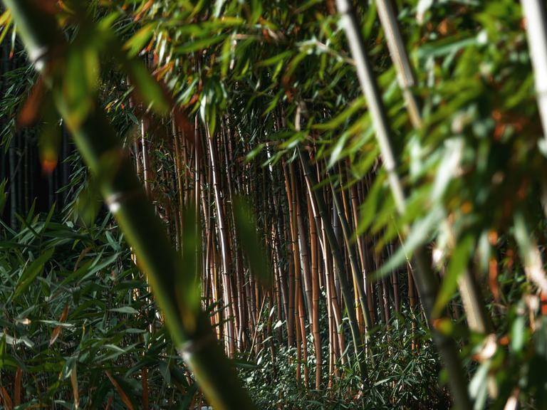 Im Bambuschgebüsch wurde ein toter Samurai gefunden. Zu sehen: Bambusstrauch
