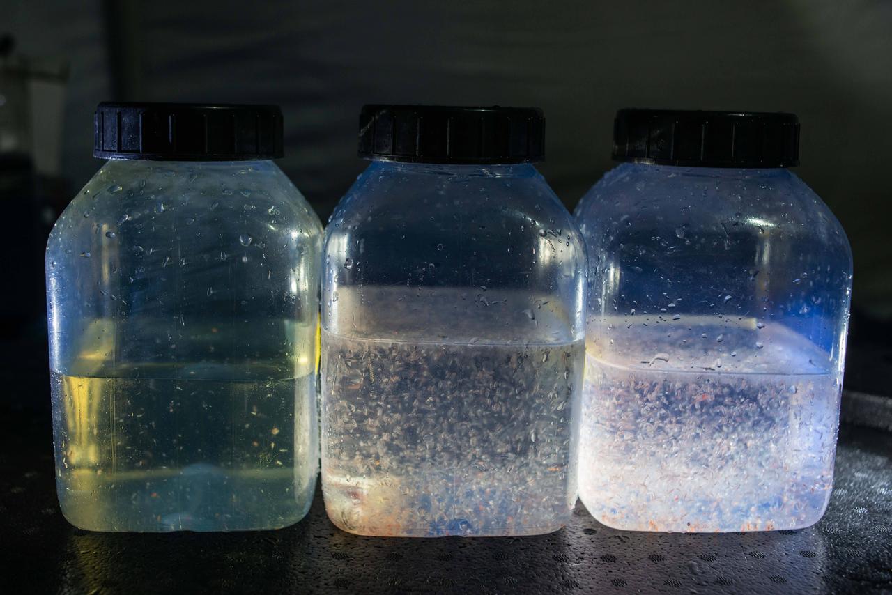 Drei Proben mit Zooplankton in durchsichtigen Plastikbehältern