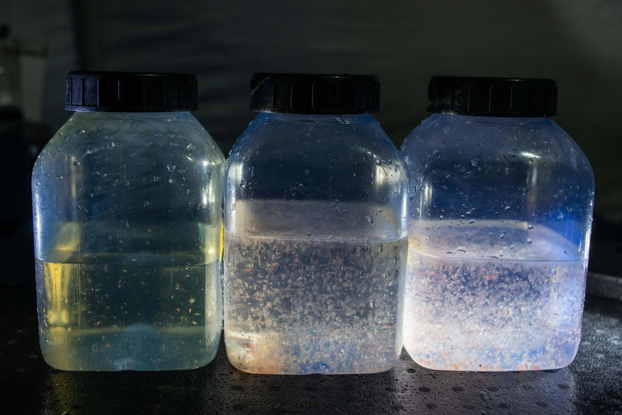 Drei Proben mit Zooplankton in durchsichtigen Plastikbehältern Drei Proben mit Zooplankton in durchsichtigen Plastikbehältern