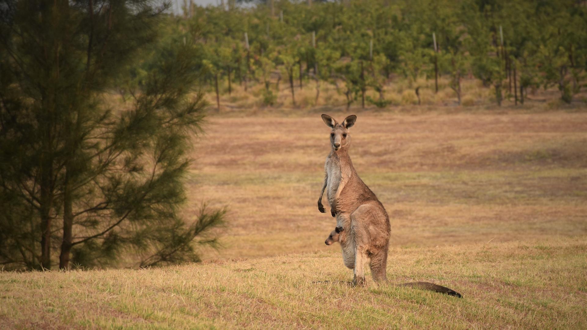 Ein Kanguru steht aufrecht mit aufgestellten Ohren und aufmerksamem Blick Richtung Kamera. Aus dem Beutel schaut ein Känguru-Baby in eine andere Richtung. Ein Kanguru steht aufrecht mit aufgestellten Ohren und aufmerksamem Blick Richtung Kamera. Aus dem Beutel schaut ein Känguru-Baby in eine andere Richtung.