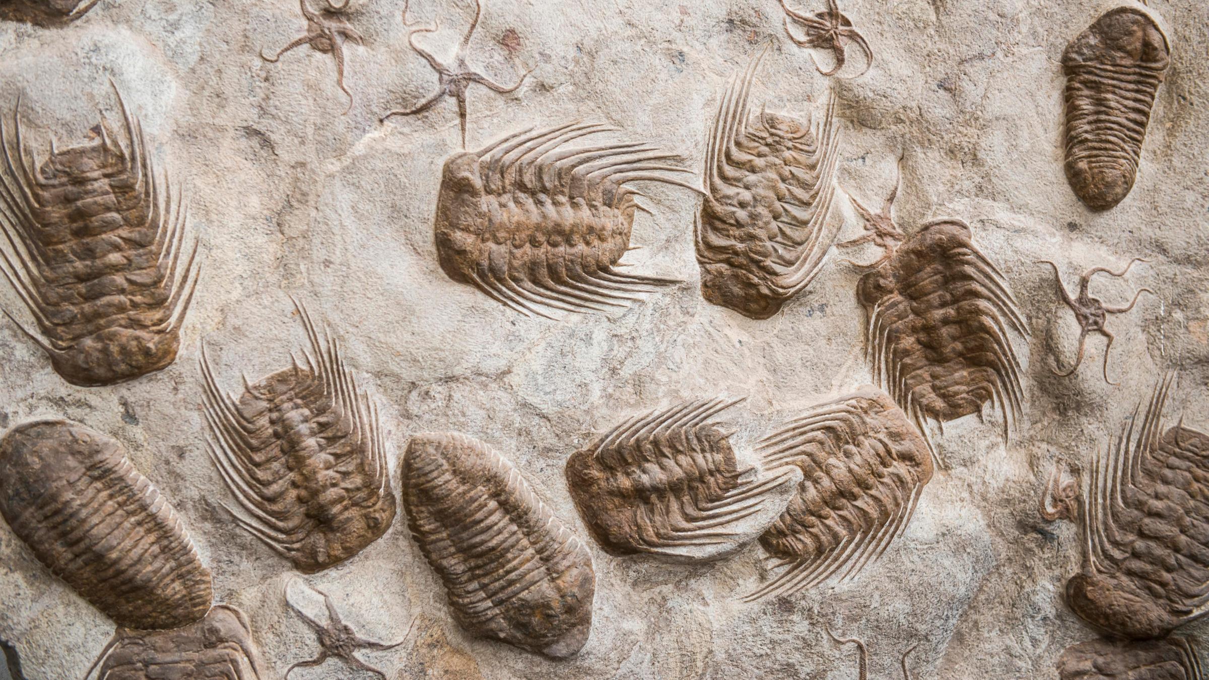 Fossile Trilobiten in einem Gesteinsfund aus dem marokkanischen Rissani. Deutlich zu sehen sind die gepanzerten Körper und die tausendfüßlerähnlichen Fortbewegungsmittel. 