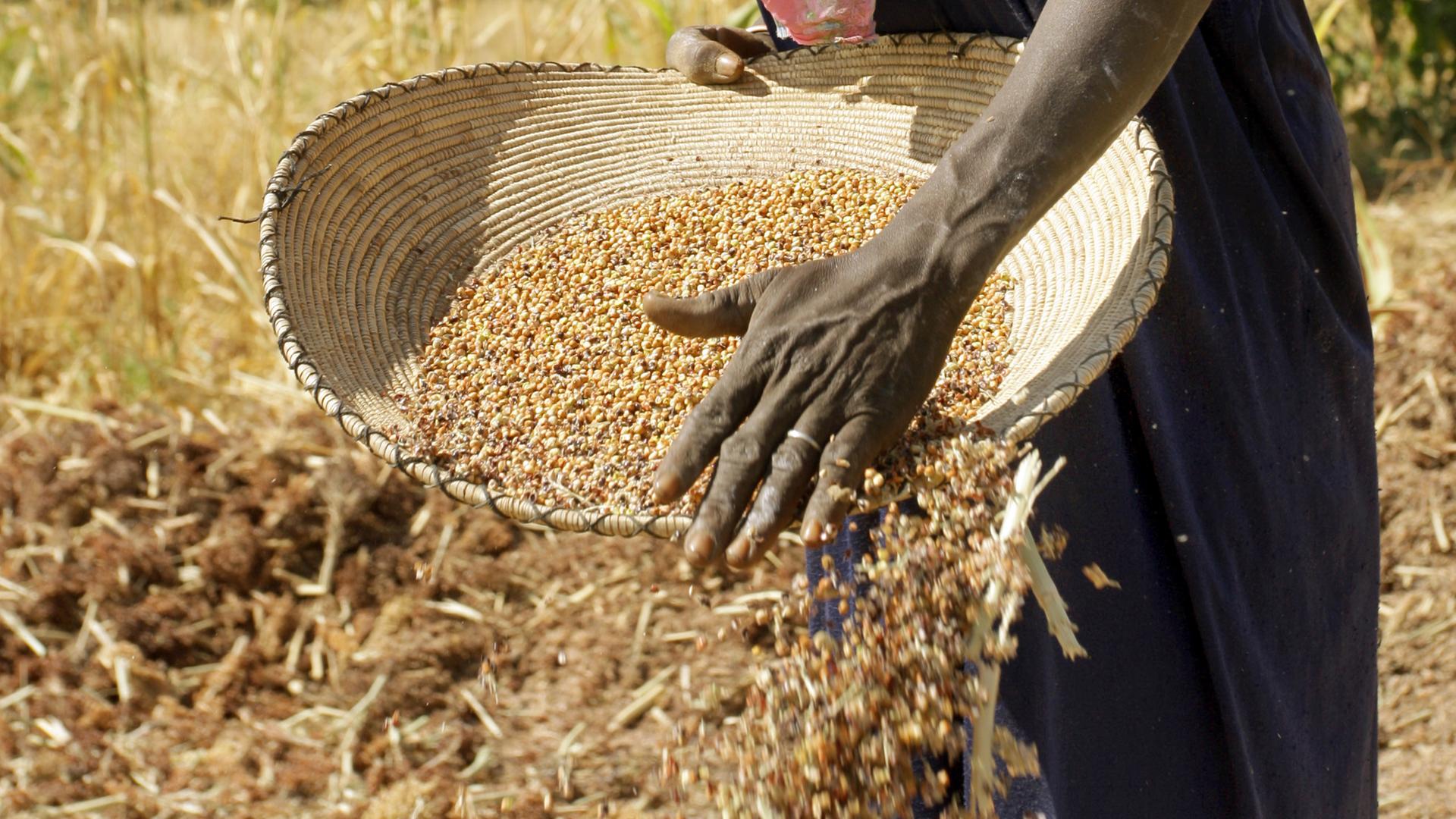 Eine sudanesische Bäuerin reinigt ausgedroschene Sorgum-Körner (eine Hirseart) nahe der Stadt bei Mukjar auf einem Feld in West-Darfur im Sudan. Eine sudanesische Bäuerin reinigt ausgedroschene Sorgum-Körner (eine Hirseart) nahe der Stadt bei Mukjar auf einem Feld in West-Darfur im Sudan.