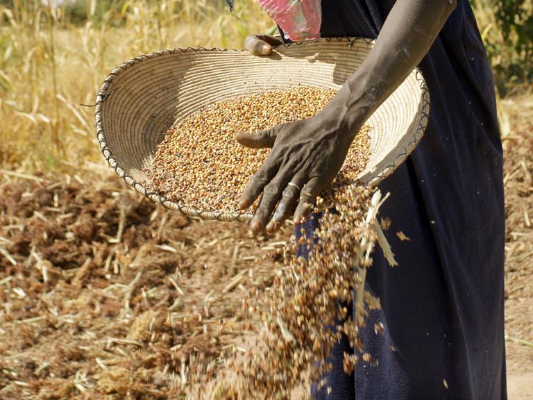 Eine sudanesische Bäuerin reinigt ausgedroschene Sorgum-Körner (eine Hirseart) nahe der Stadt bei Mukjar auf einem Feld in West-Darfur im Sudan.