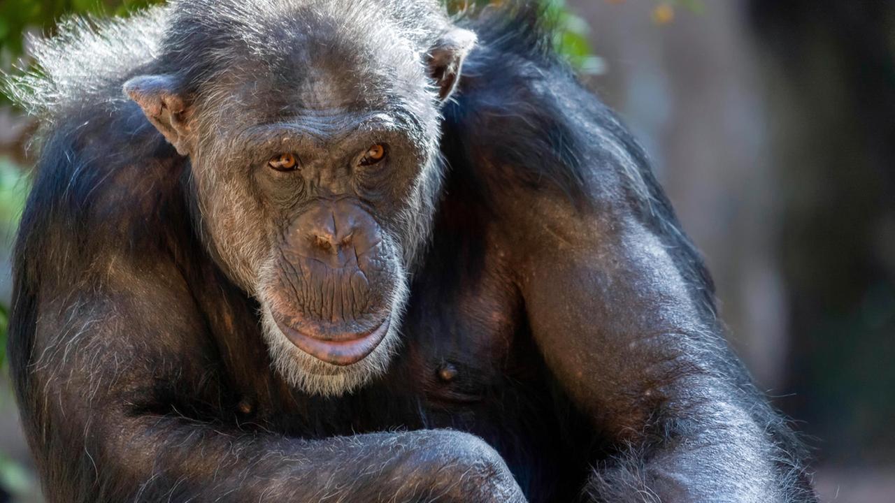 Das Porträt von einem älteren Bonobo Schimpansen in einem Zoo. Das Porträt von einem älteren Bonobo Schimpansen in einem Zoo.