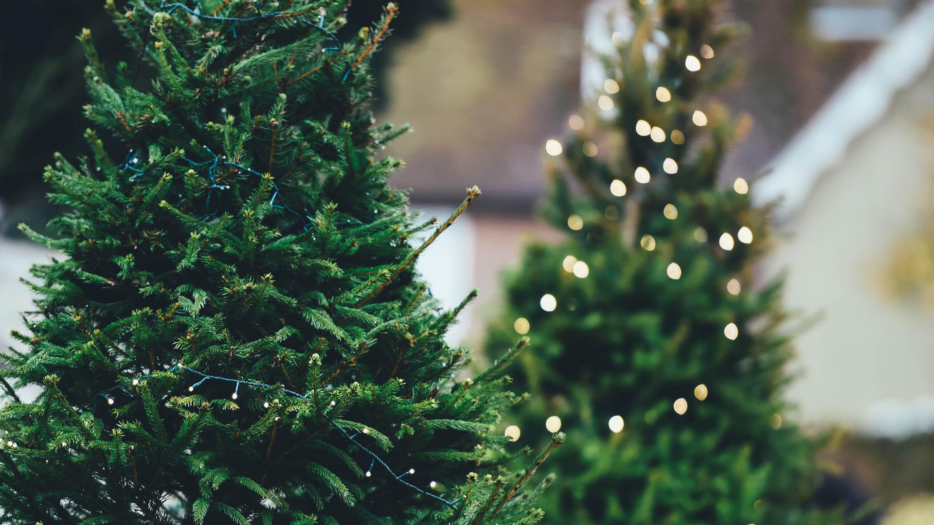 Zwei Weihnachtsbäume, einer scharf im Vordergrund, einer unscharf im Hintergrund. Beide mit Lichterketten.