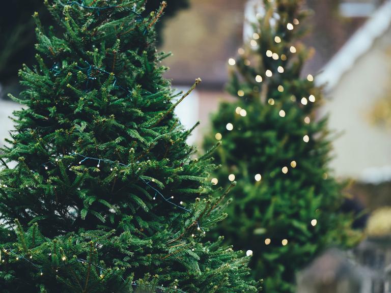 Zwei Weihnachtsbäume, einer scharf im Vordergrund, einer unscharf im Hintergrund. Beide mit Lichterketten.