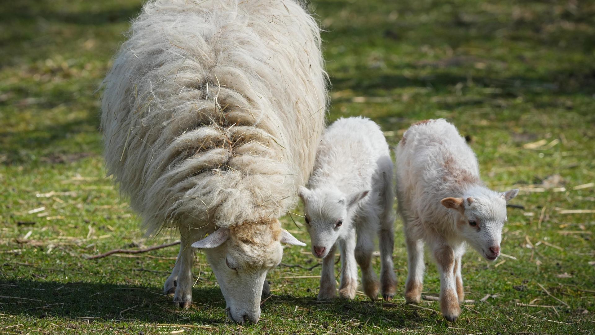 Zwei junge Lämmer stehen neben ihrer Schafsmutter auf einer Wiese. Zwei junge Lämmer stehen neben ihrer Schafsmutter auf einer Wiese.