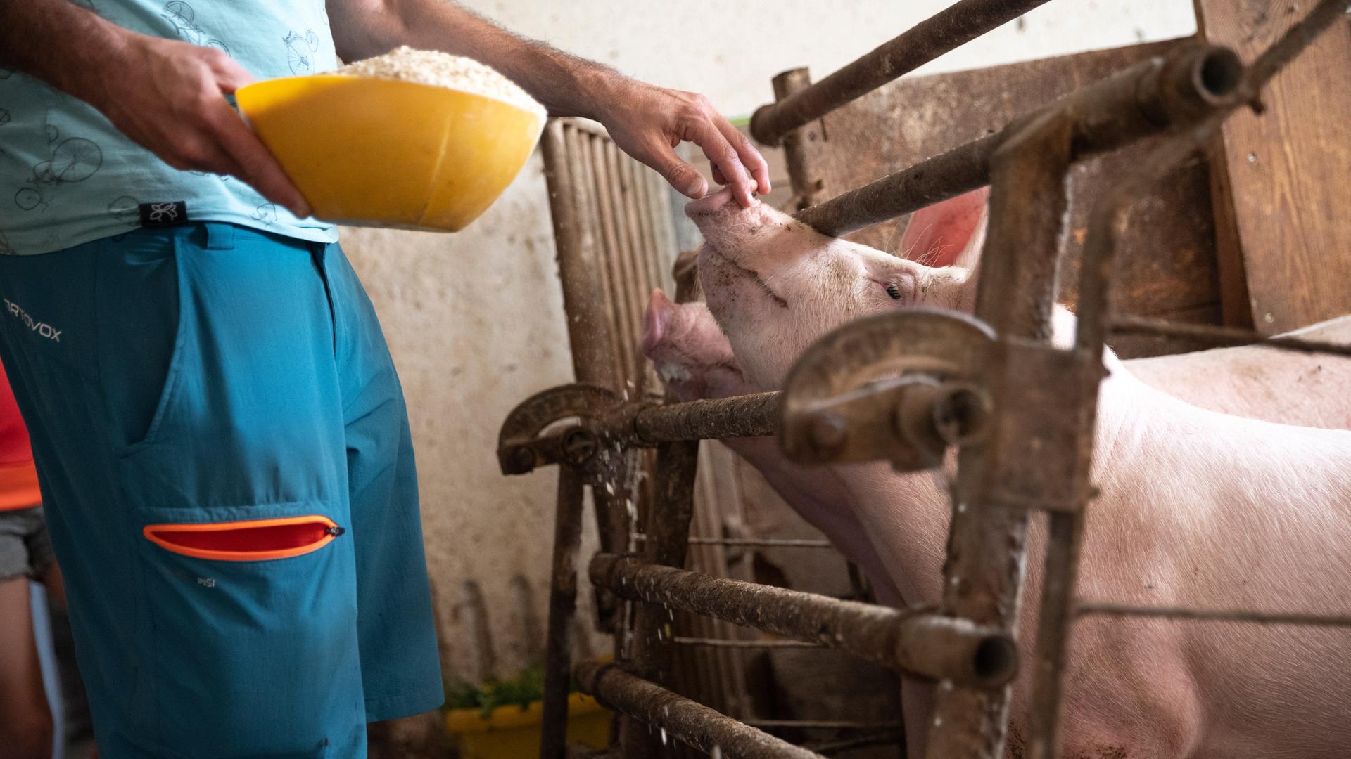 Ein Landwirt füttert Schweine auf einem Bauernhof Ein Landwirt füttert Schweine auf einem Bauernhof