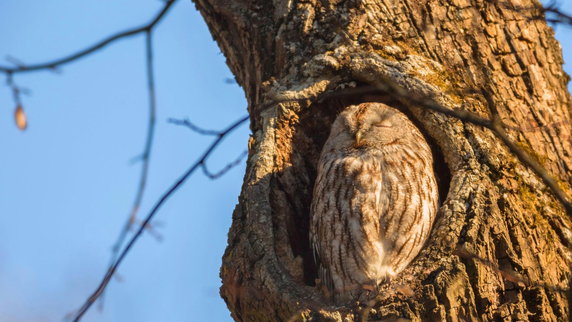 Ein Waldkauz sitzt mit geschlossenen Augen in einem Astloch. Es sieht aus als würde er ein Nickerchen im Sonnenschein machen. Ein Waldkauz sitzt mit geschlossenen Augen in einem Astloch. Es sieht aus als würde er ein Nickerchen im Sonnenschein machen.