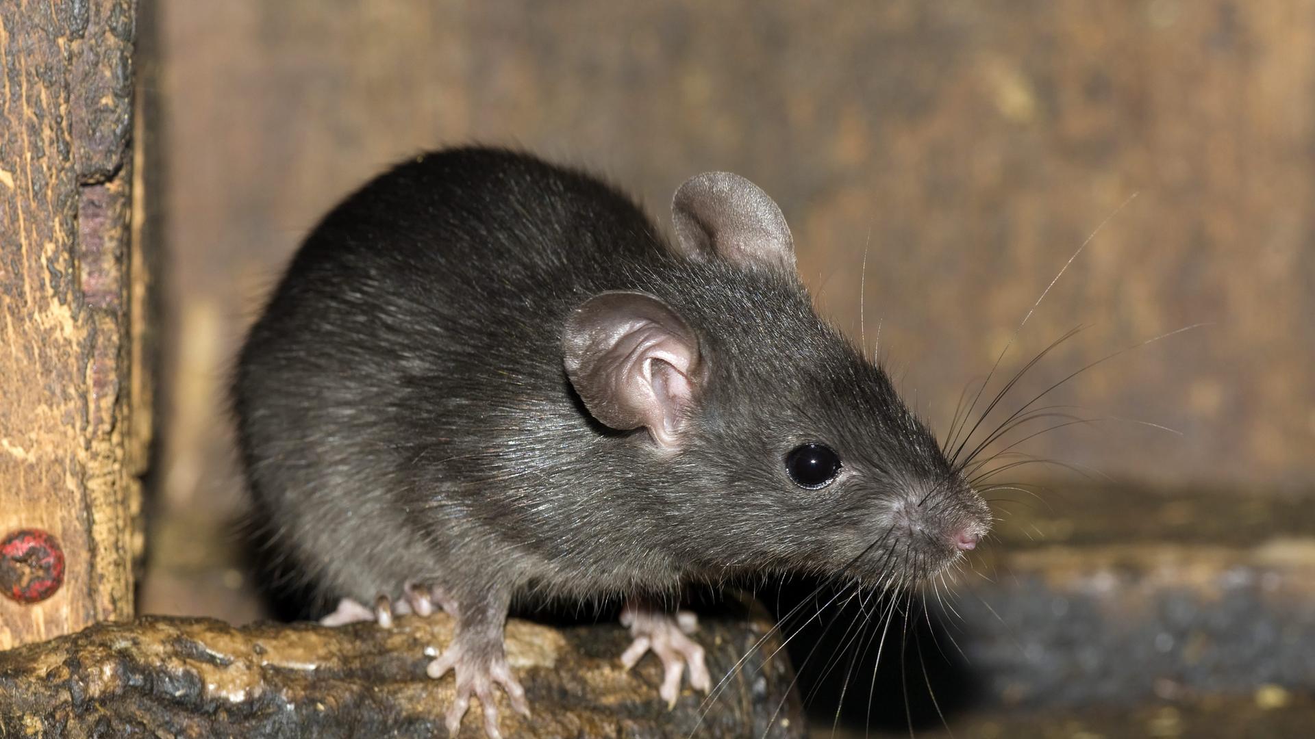 Eine Hausratte (Rattus rattus) auf einem Holzgeländer Eine Hausratte (Rattus rattus) auf einem Holzgeländer