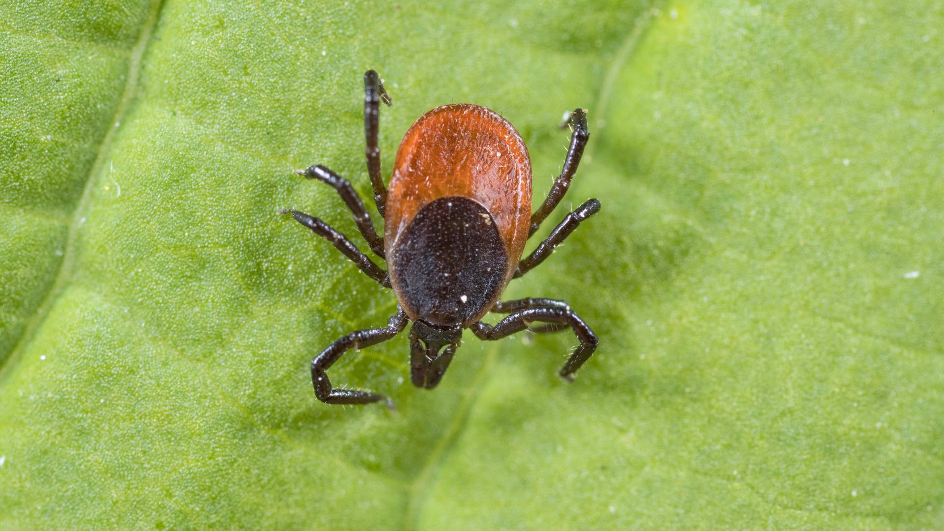 Nahaufnahme einer Zecke: a "Gewöhnlicher Holzschnitt" (Ixodes ricinus), sitzt auf einem grünen Blatt.