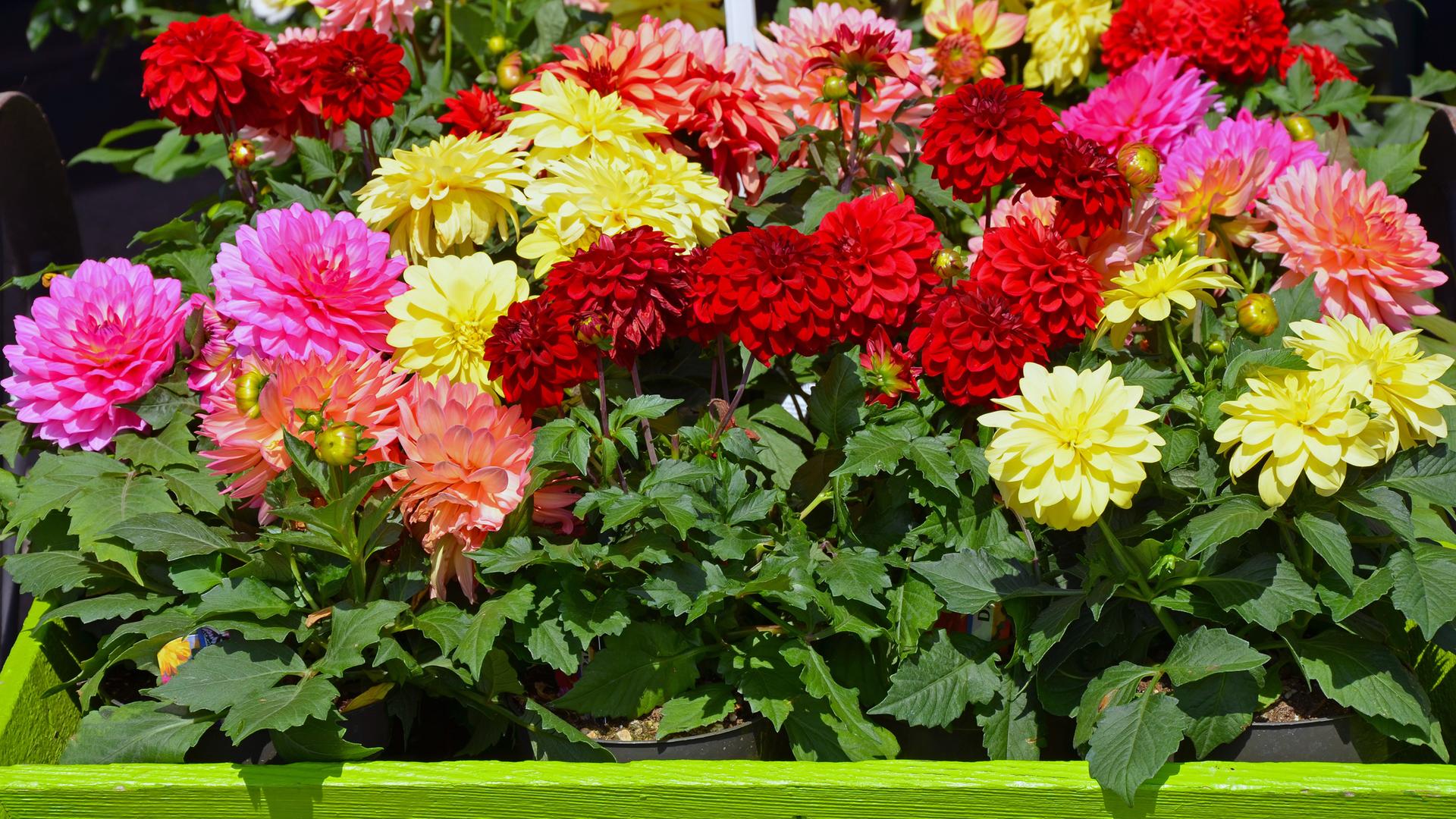 Bunte Dahlien in einem hellgrünen Pflanzkübel Bunte Dahlien in einem hellgrünen Pflanzkübel