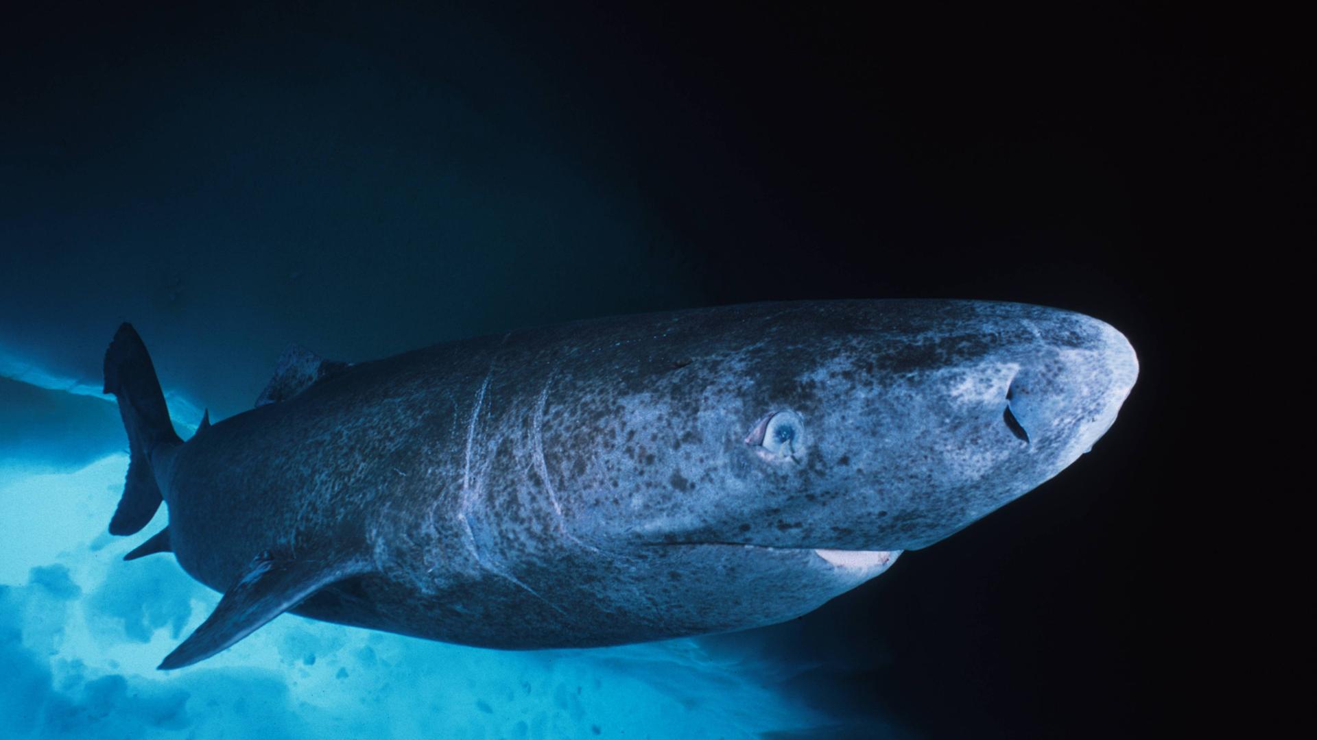 Ein dunkelgrau-bläulicher Hai unter Wasser.