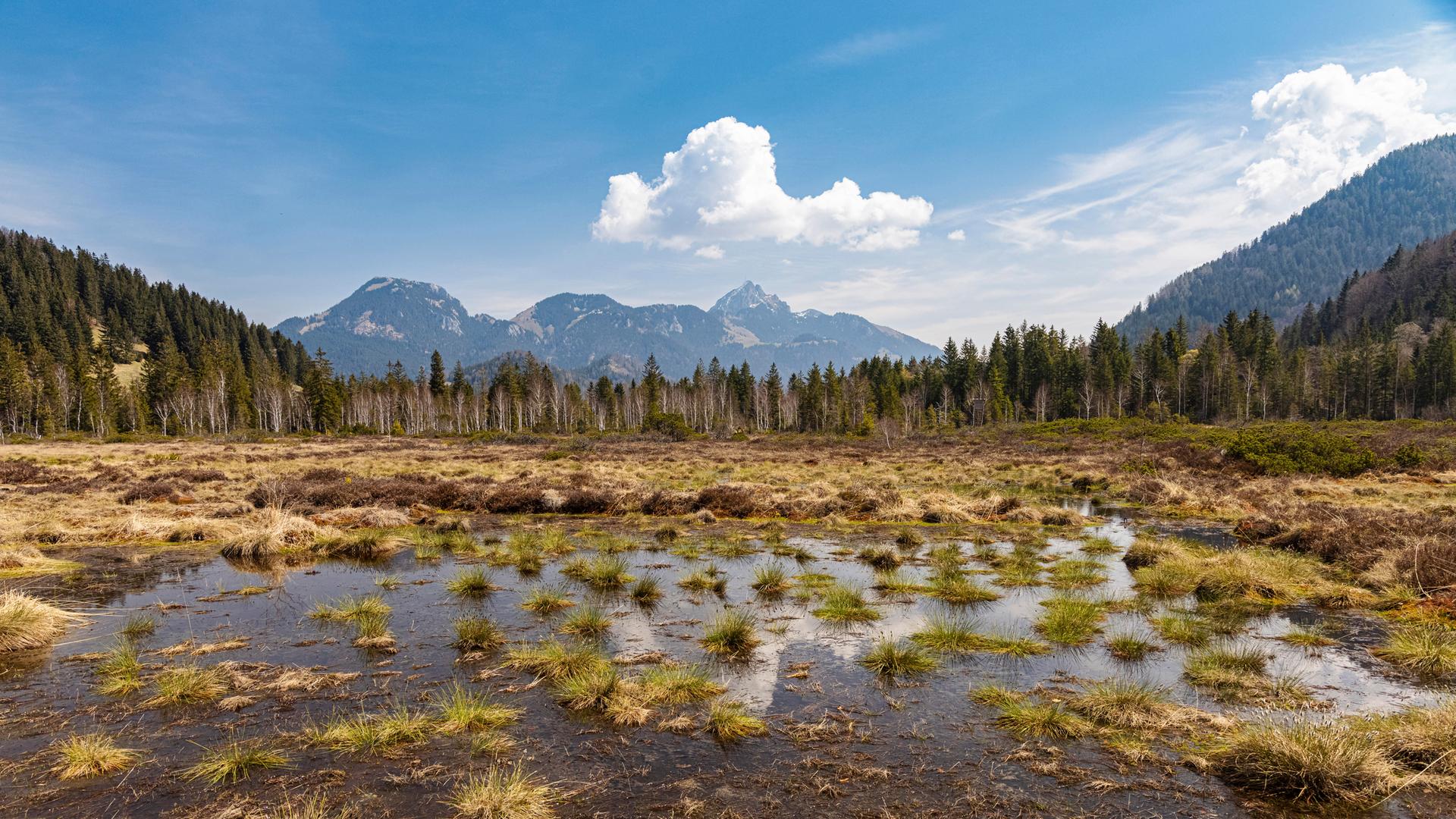 So sieht ein Moor mit Wasser aus. So sieht ein Moor mit Wasser aus.