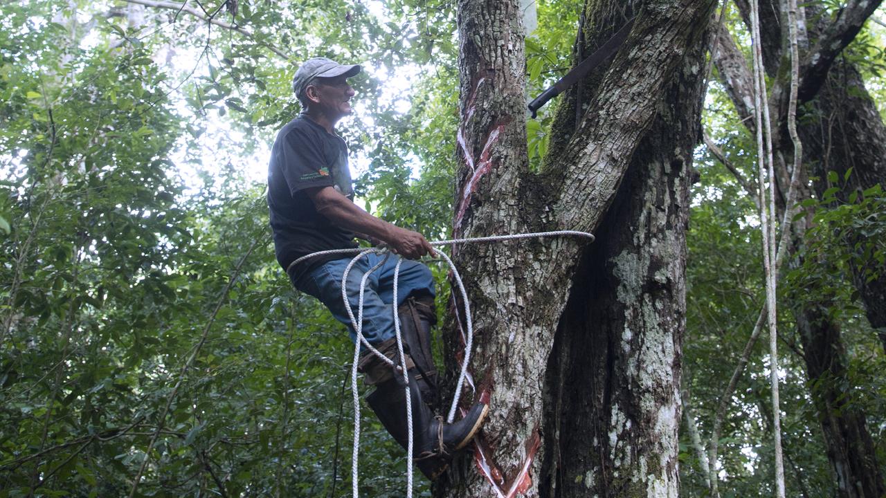 Ein Mitglied der Kooperative hat mit einem Seil einen Baum bestiegen und sammelt natürlichen Kaugummisaft