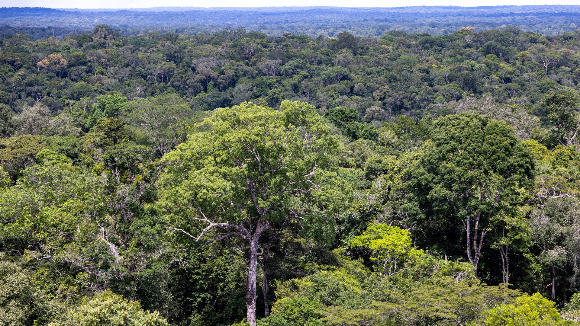 Amazonas-Regenwald - Abholzung In Brasilien Zurückgegangen