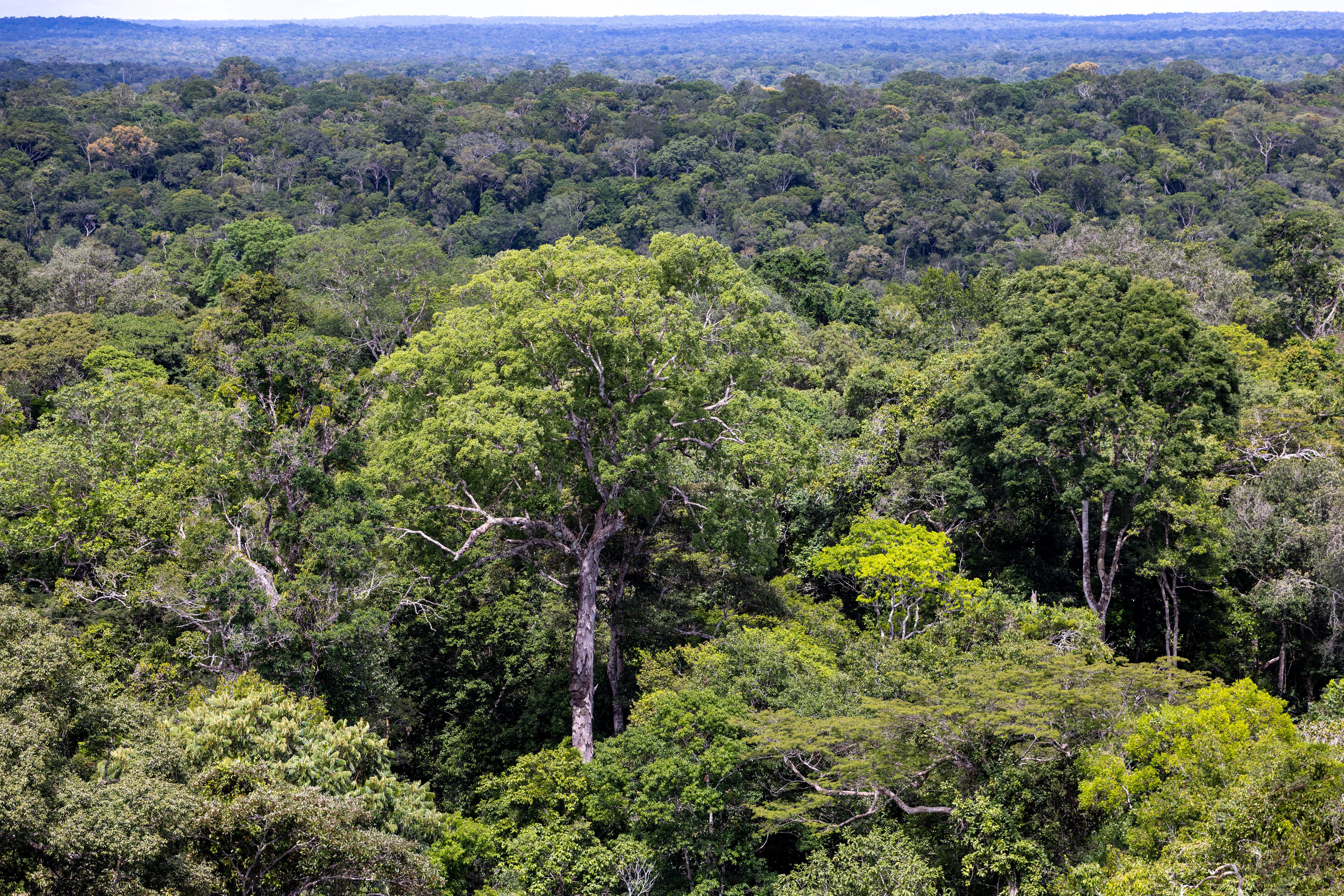 Brasilien - Deutschland stellt rund 200 Millionen Euro für Waldschutz im Amazonas bereit