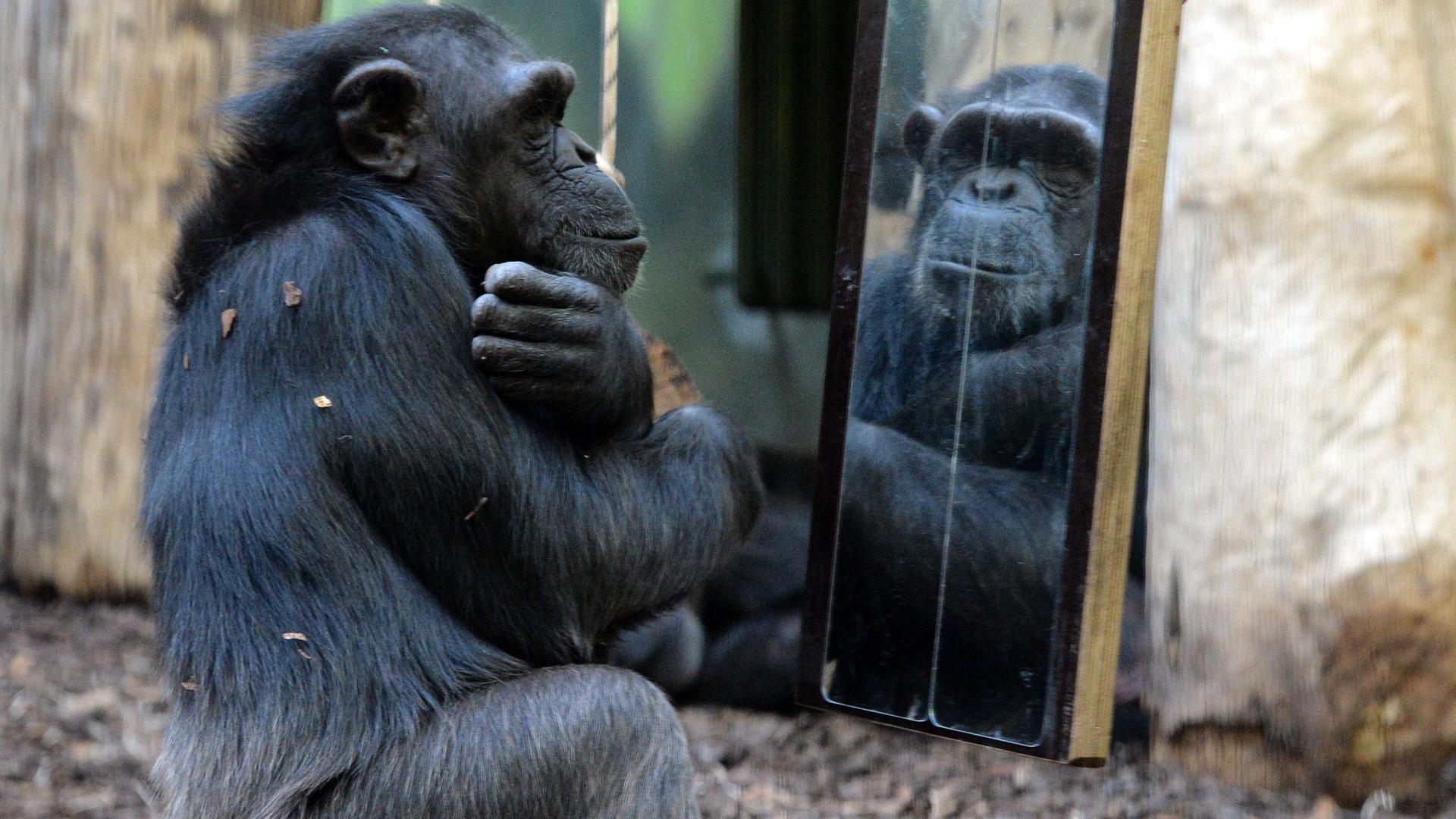 Ein Schimpanse spiegelt sich in einem Safari Park in Tschechien in einem Spiegel. Ein Schimpanse spiegelt sich in einem Safari Park in Tschechien in einem Spiegel.