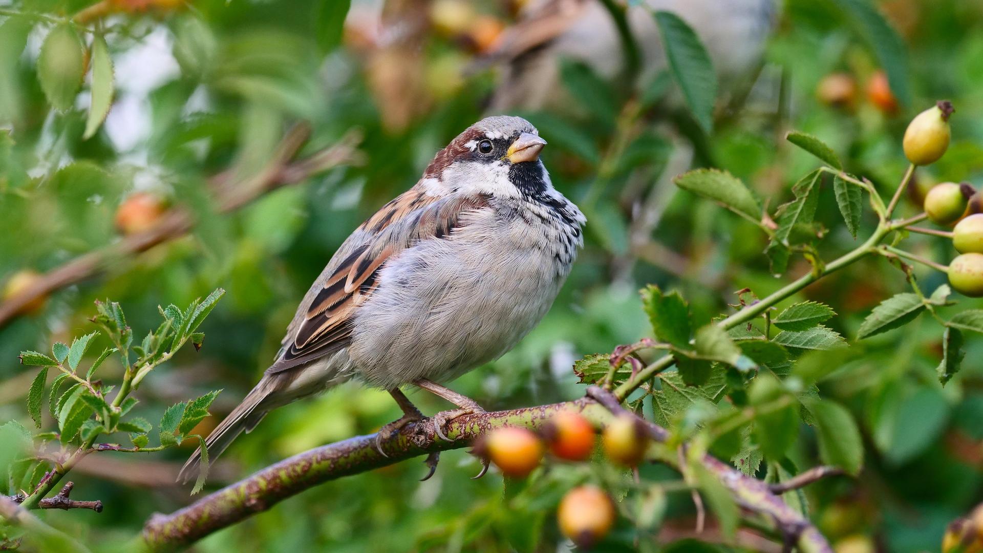  Ein kleiner Vogel mit grau-braunem Gefieder sitzt in einem Hagebuttenbusch. Es ist ein Haussperling. 
