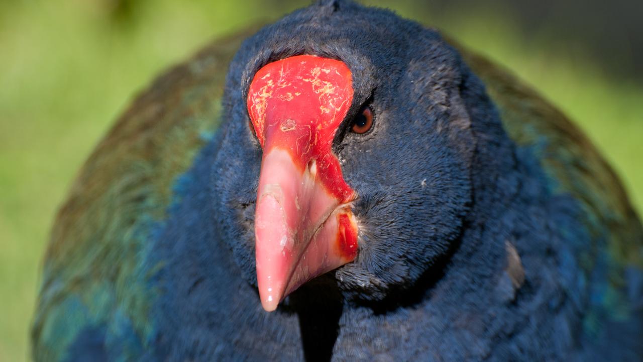 Takahe, auch Blauralle genannt, in freier Wildbahn