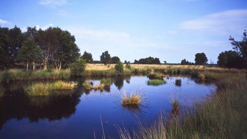 Eine Moorlandschaft in Ostfriesland bei Sonnenschein und blauem Himmel. Die Wasseroberfläche ist umgeben von Sträuchern, Gräsern und Bäumen.