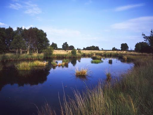 Eine Moorlandschaft in Ostfriesland bei Sonnenschein und blauem Himmel. Die Wasseroberfläche ist umgeben von Sträuchern, Gräsern und Bäumen.