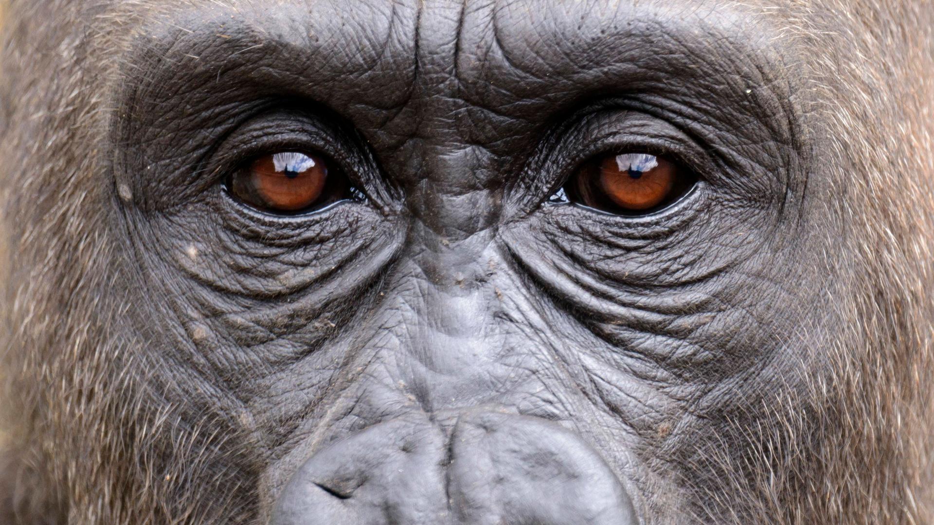 Ein tiefer Blick in die Augen eines westlichen Flachlandgorillas Ein tiefer Blick in die Augen eines westlichen Flachlandgorillas