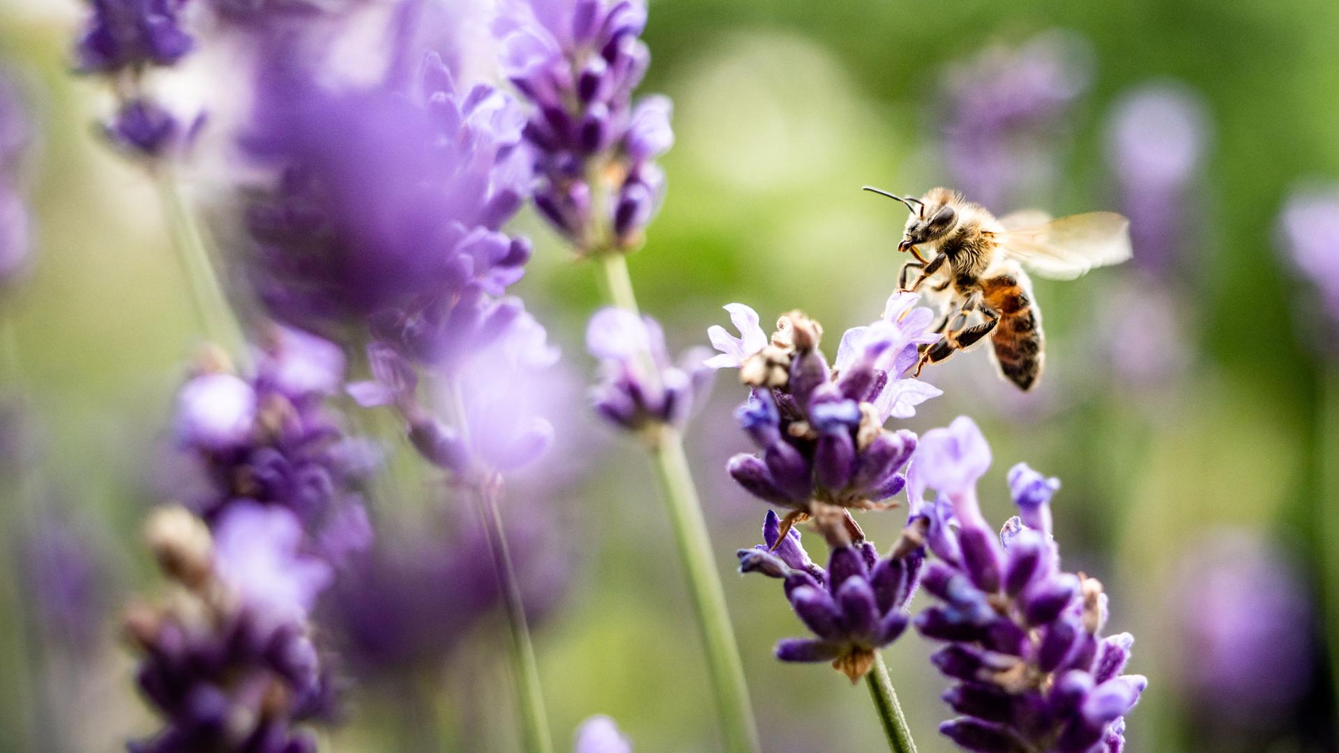 Eine Biene sucht Lavendelblüten nach Nektar ab
