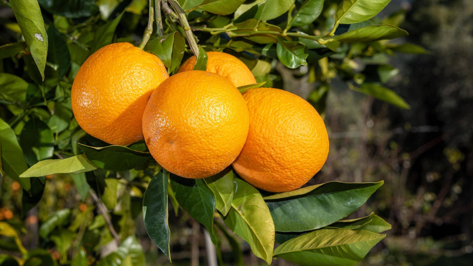 Vier Orangen hängen nah beieinander an einem Ast eines Orangenbaumes. Vier Orangen hängen nah beieinander an einem Ast eines Orangenbaumes.