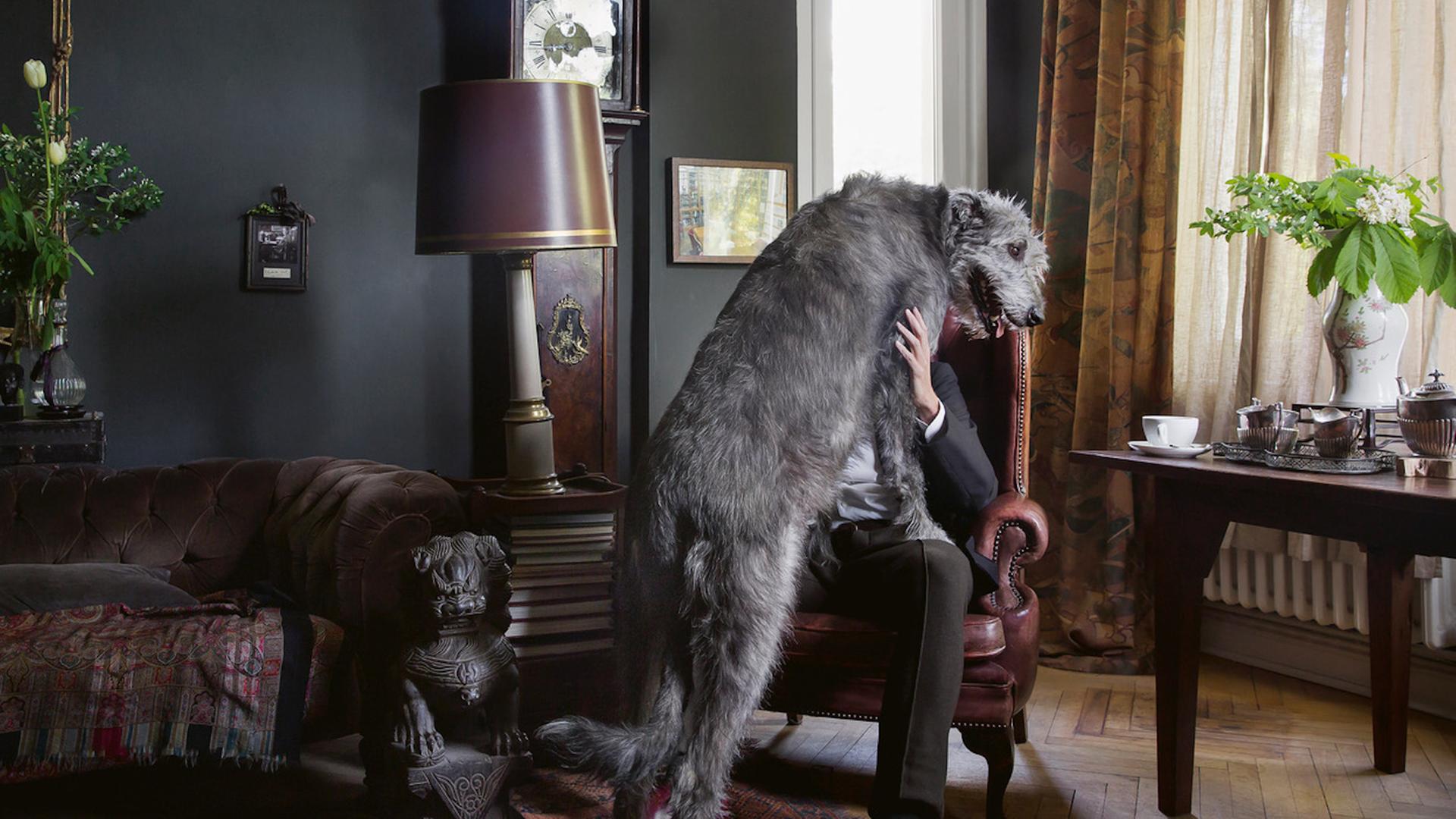 In einem elegant eingerichteten Wohnzimmer sitzt eine Person im Anzug auf einem Sessel. Auf ihre Knie stützt sich ein großer grauer Wolfshund so, dass das Gesicht der Person nicht zu sehen ist. In einem elegant eingerichteten Wohnzimmer sitzt eine Person im Anzug auf einem Sessel. Auf ihre Knie stützt sich ein großer grauer Wolfshund so, dass das Gesicht der Person nicht zu sehen ist.