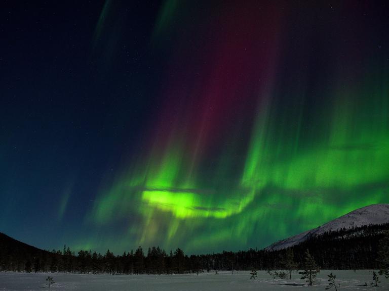 Ein verschneiter Tannenwald, darüber ein Winterhimmel, an dem grüne und rote Lichter leuchter. Es sind die Polarlichter.
